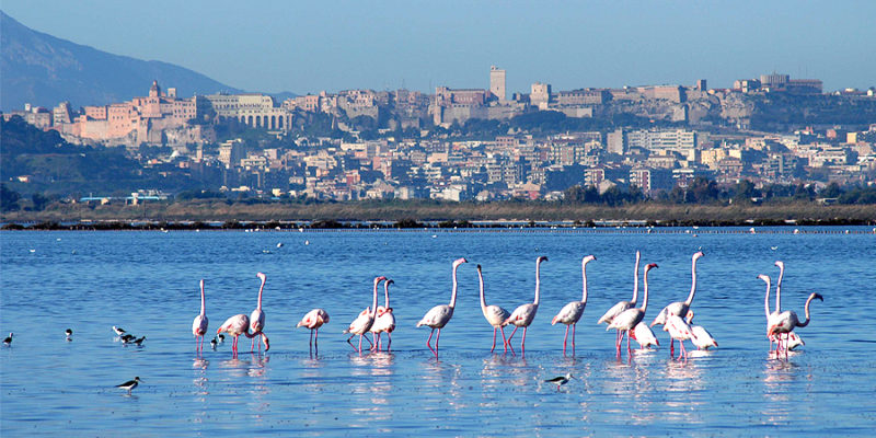 fenicotteri rosa a Cagliari