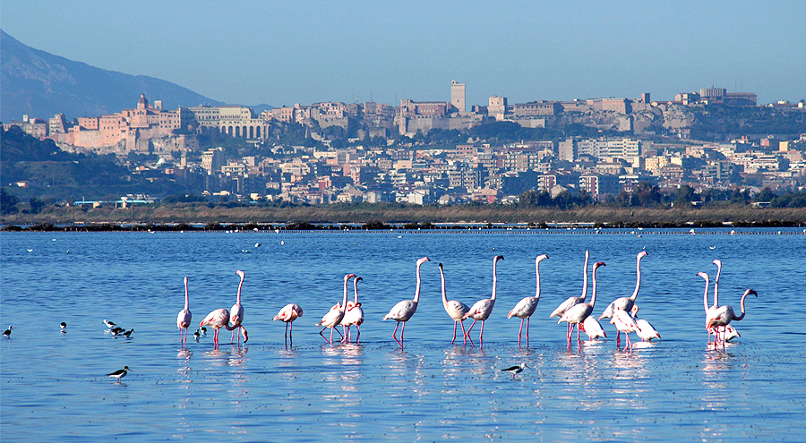 fenicotteri rosa a Cagliari